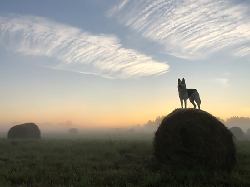 Фотография 'Утренний туман'